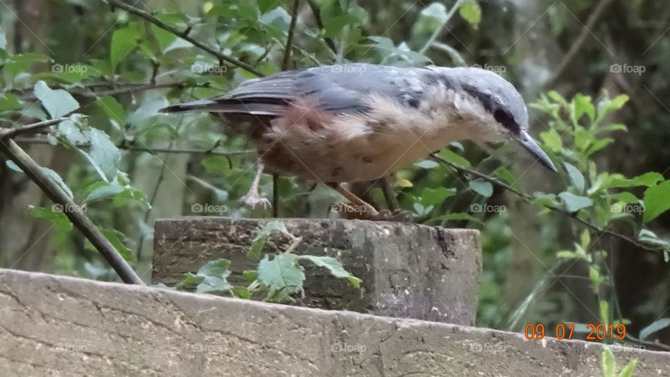 Nuthatch 