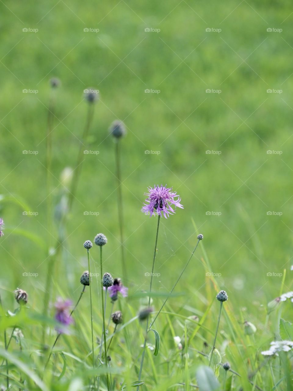 Simply beautiful meadow