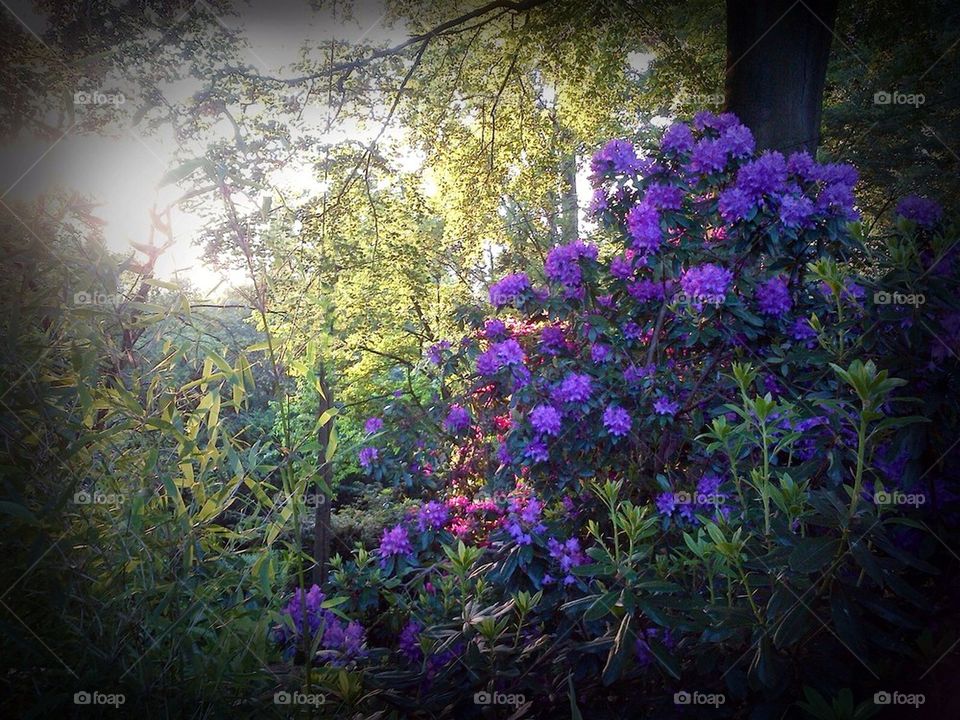 Rhododendrons in sunlight.