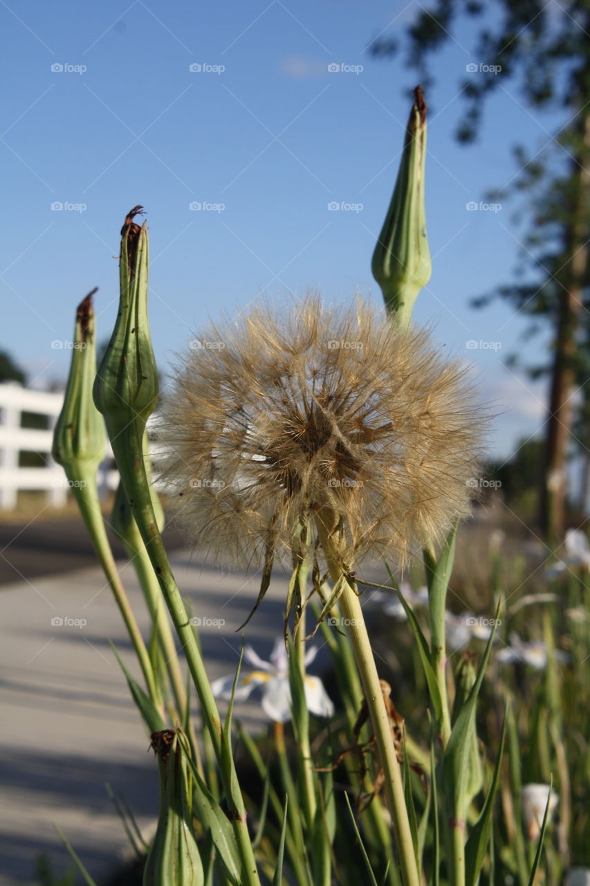 Closeup of a large, ripe, brown dandelion with a white fence and blue sky background   and towering over wild iris flowers