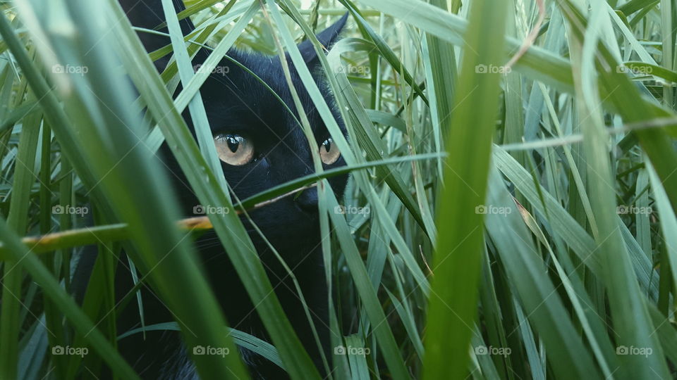 my black cat in the grass