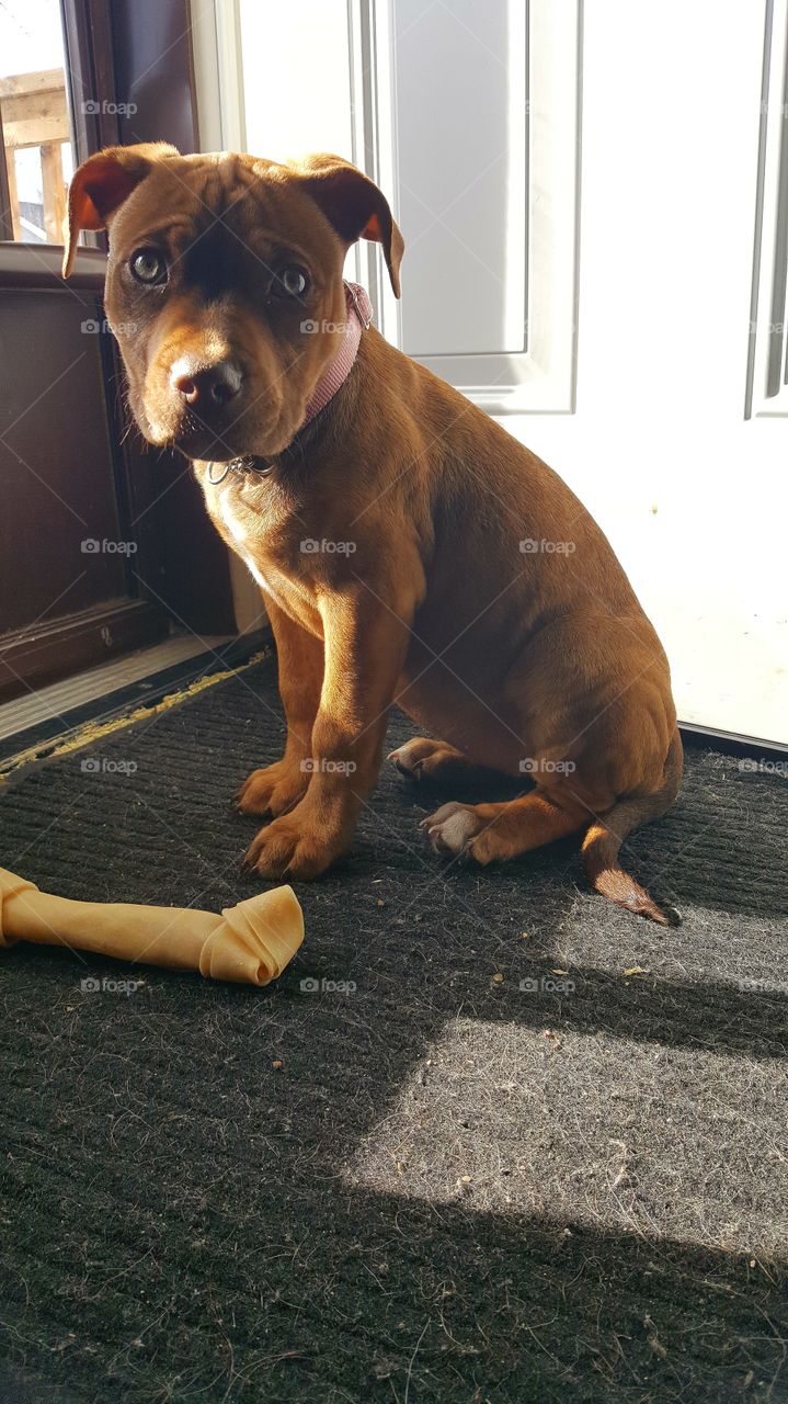 Muffins waiting patiently to go for a walk