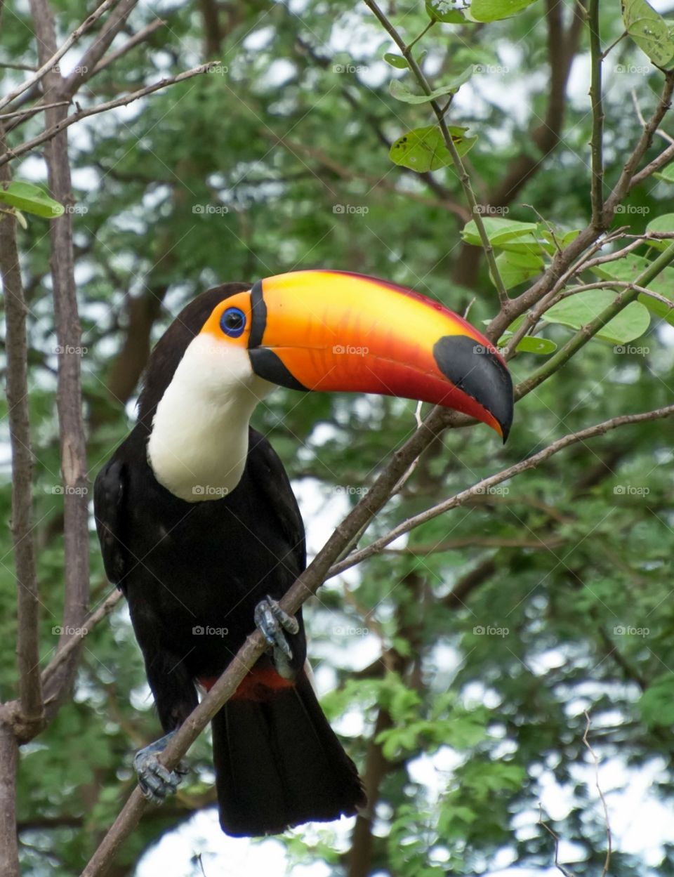 TUCANO - PANTANAL MS