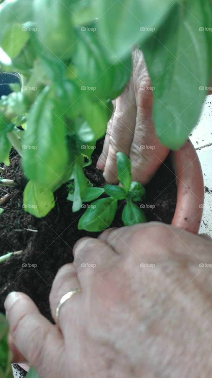 Leaf, Nature, Food, Growth, Hand