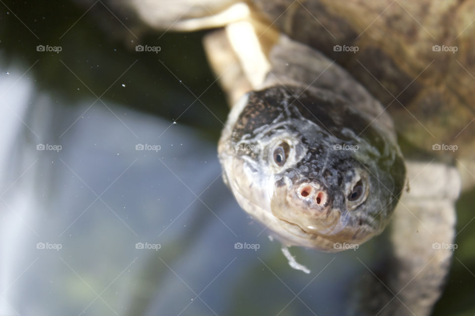 turtle nose