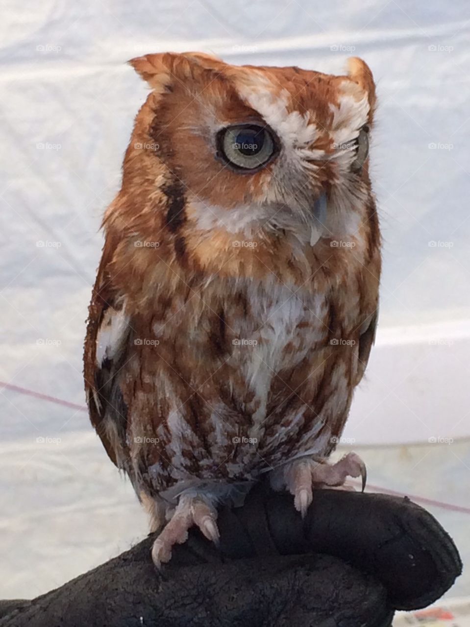 Young screech owl