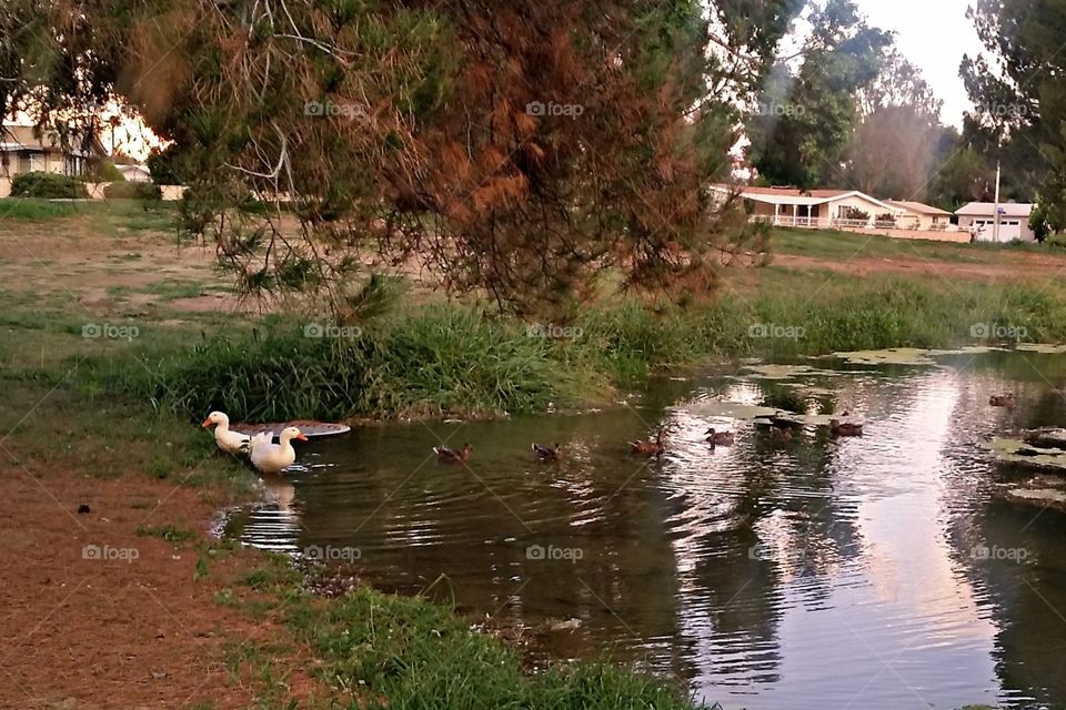 duck community. golf course pond
