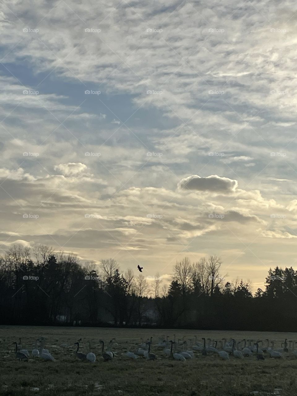 Geese birds sunset woods