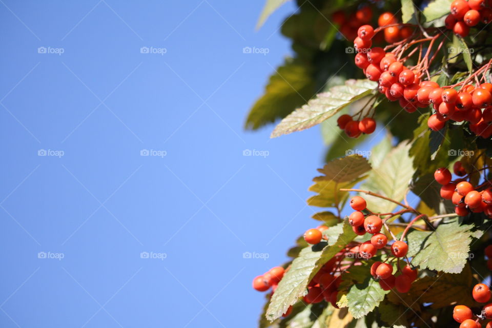 Hawthorne berries