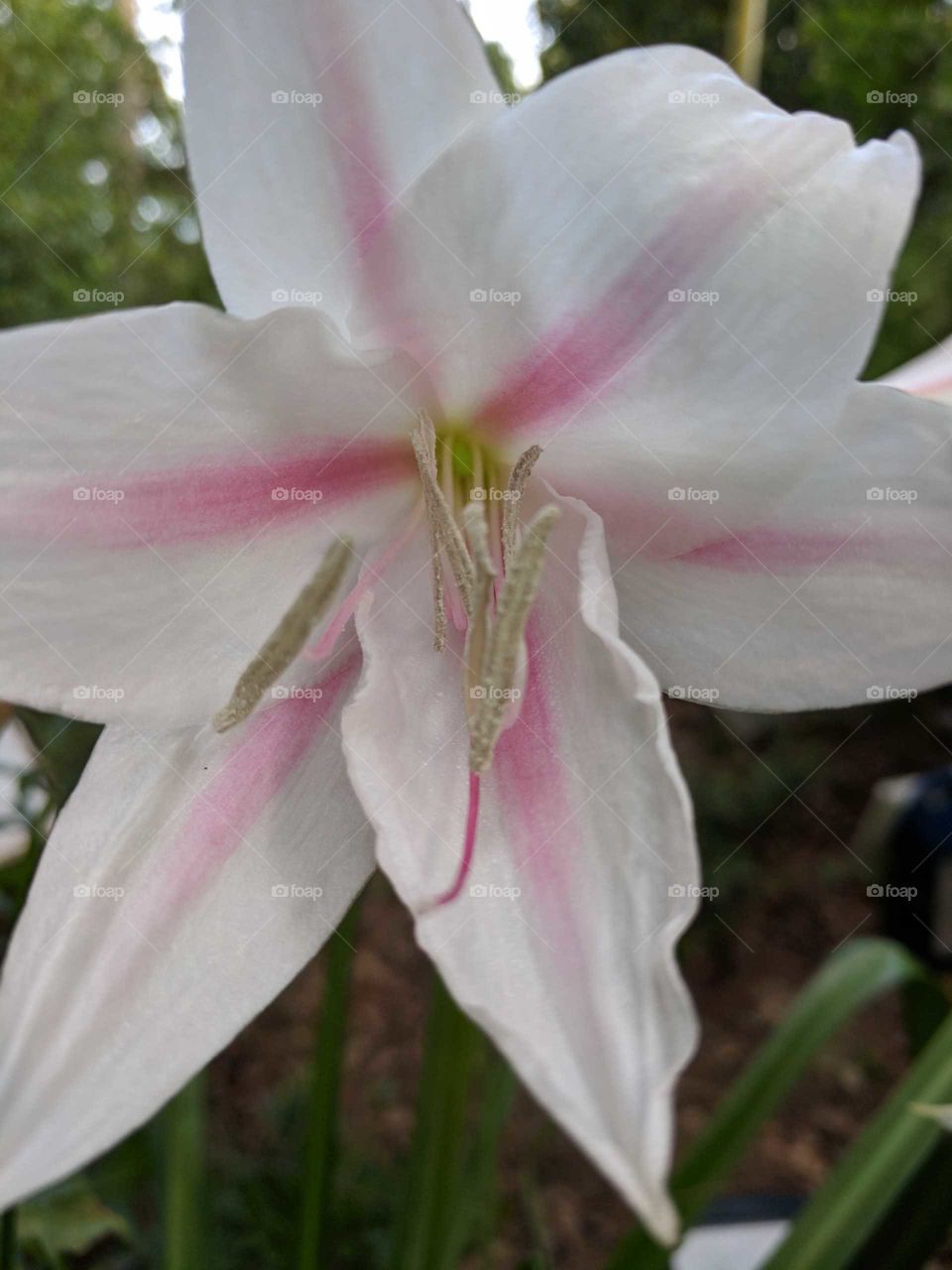 Amaryllis (CANDYCANE)