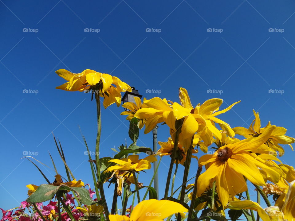 Yellow contrast with blue sky
