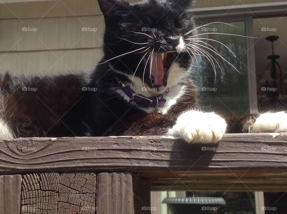 My black and white fluffy tuxedo cat roaring.