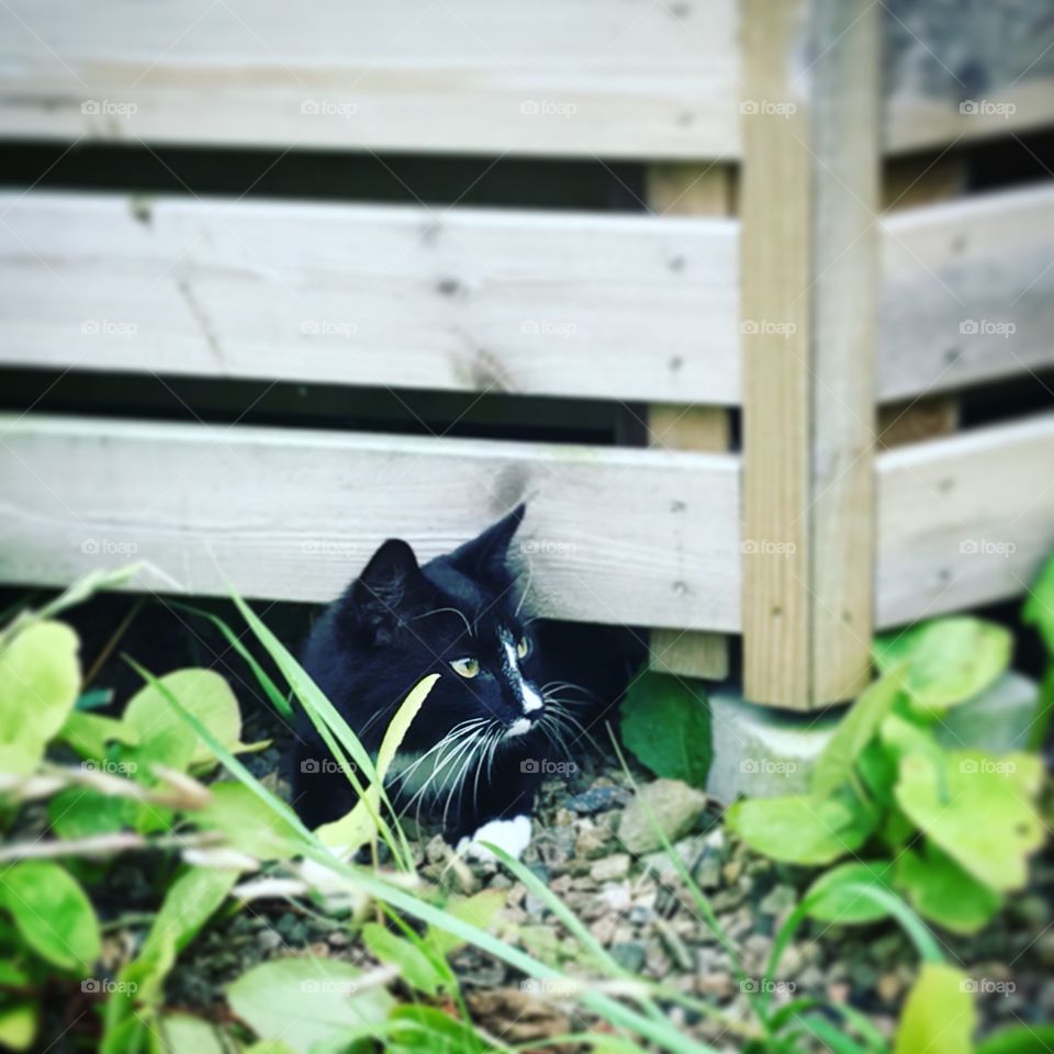 Cute black cat with white nose hiding in the garden