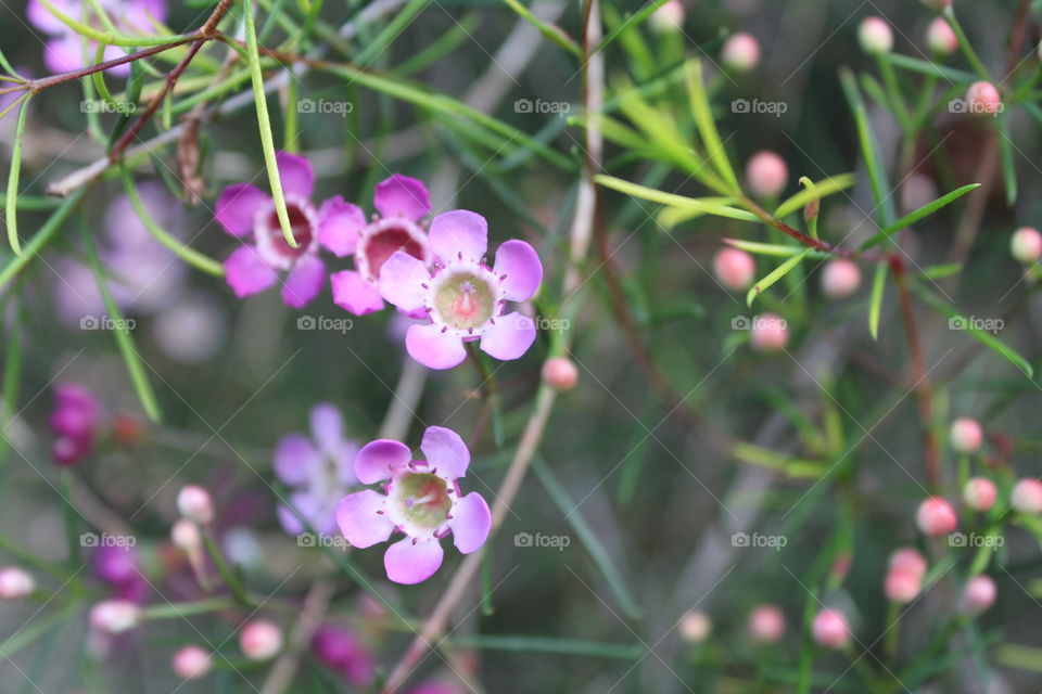 Purple, pink, and green closeup flowers. Delicate floral and feminine 