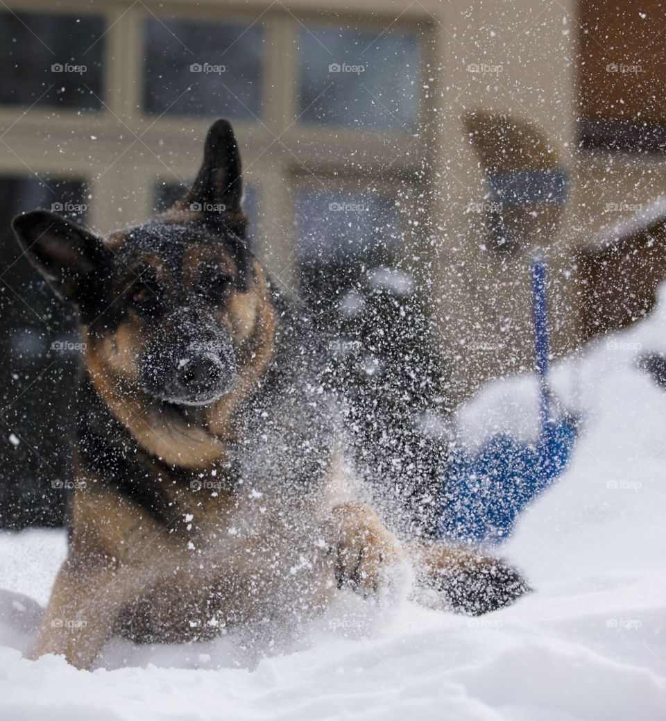 Play in the snow