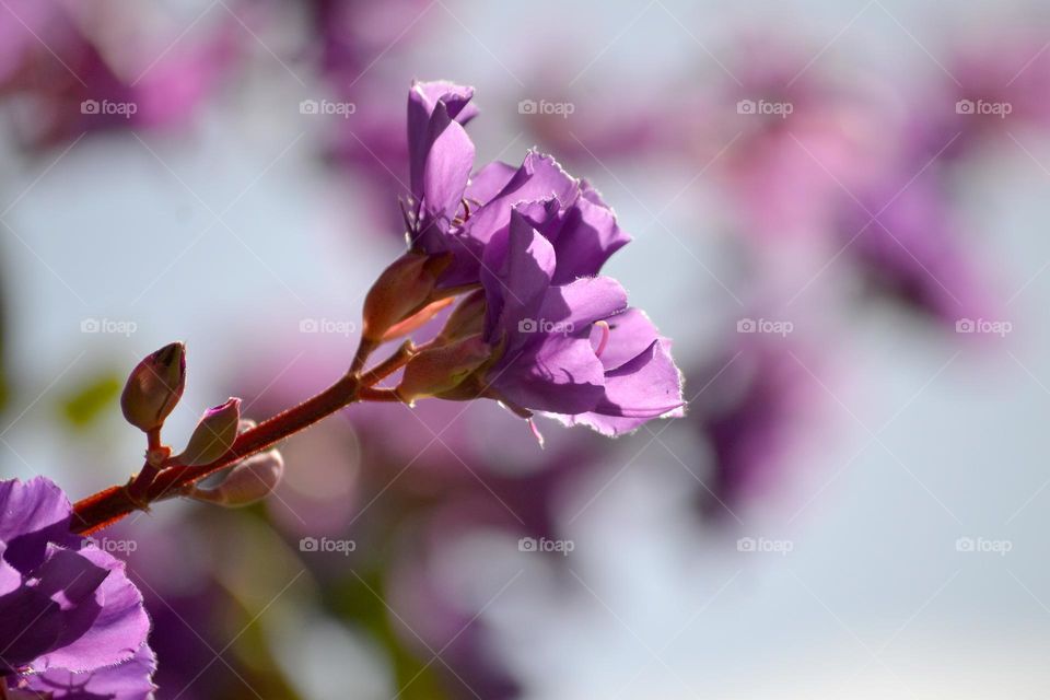 Beautiful purple flower blooming