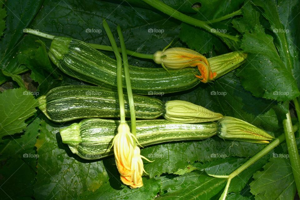 Fresh courgettes