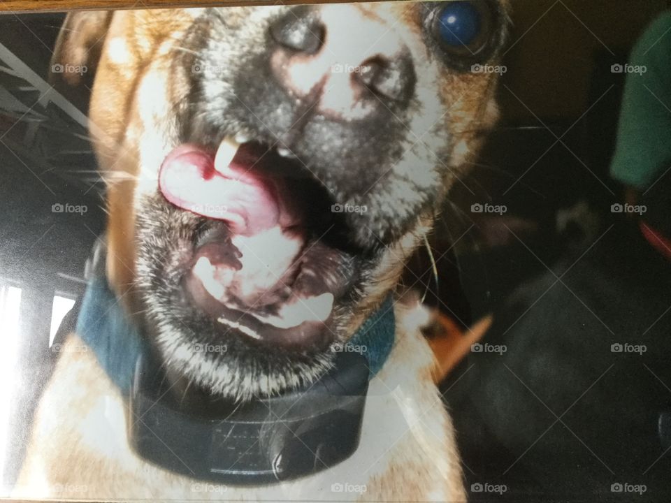 Dog trying yo lick camera, Chug breed