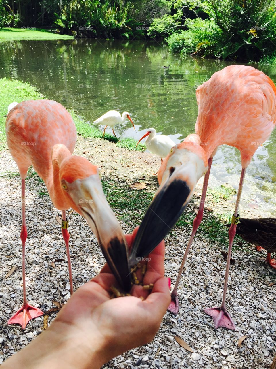 Feeding flamingos 