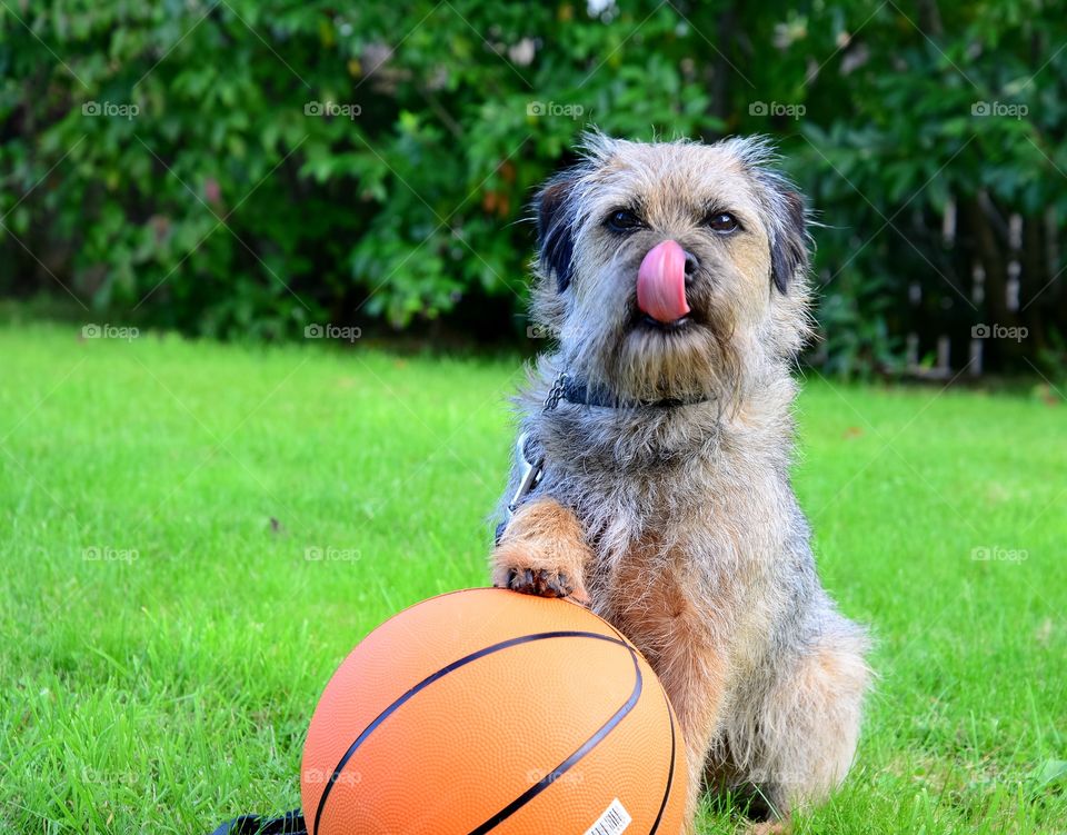 Happy border terrier 