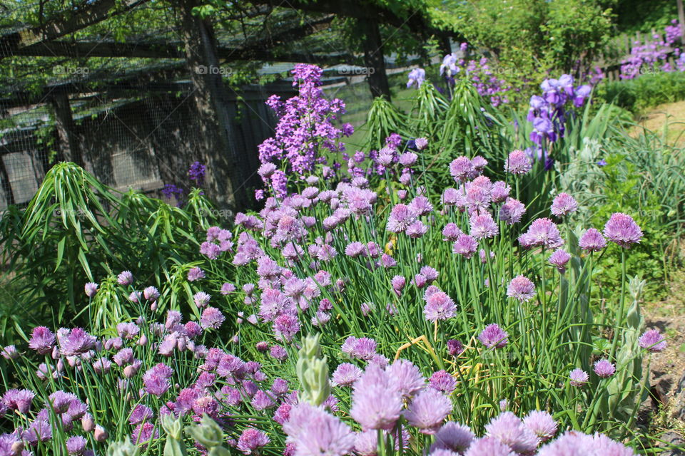 Purple Flowers in a Garden 