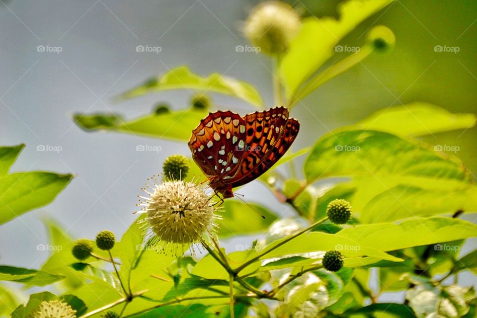 Beautiful butterfly 