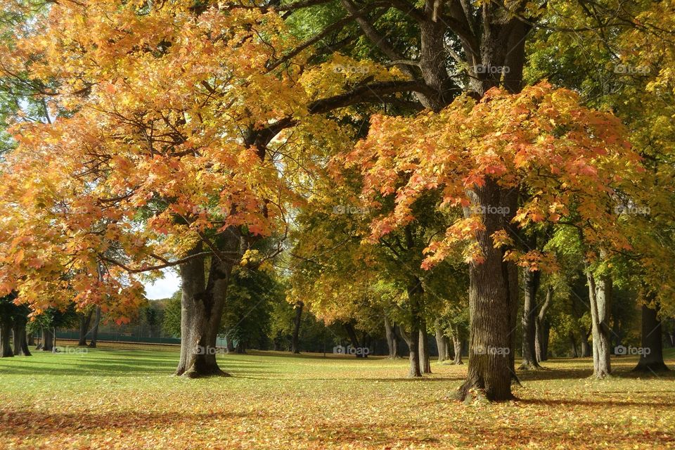 Trees and leaves