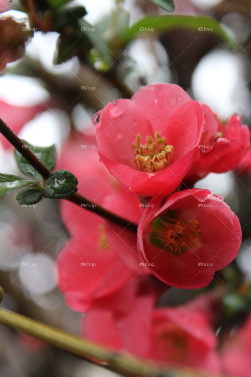 Red cherry blossoms in rain