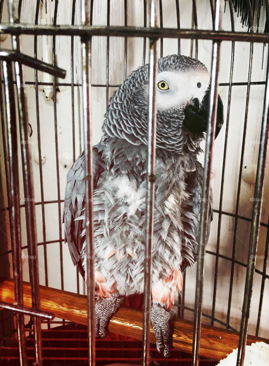 Parrot trapped in cage