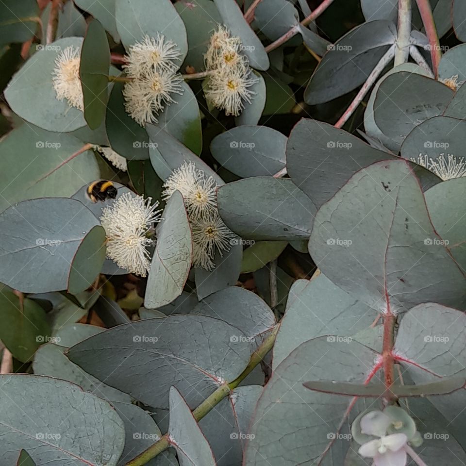 Bee happy in the eucalyptus Irish summer garden!