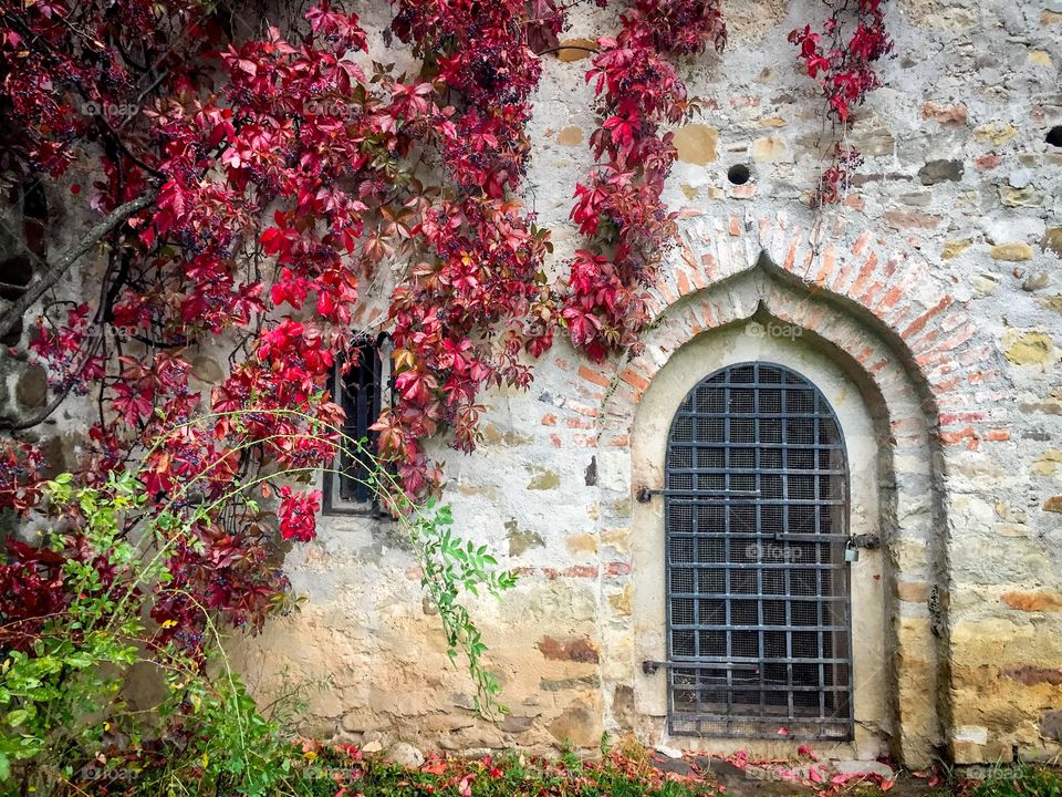 Old door on a stone wall with red poison ivy