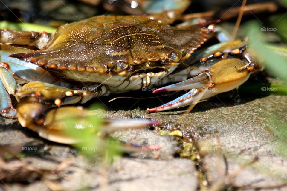 Blue crab at the waters edge in Anahuac Wildlife Refuge Texas