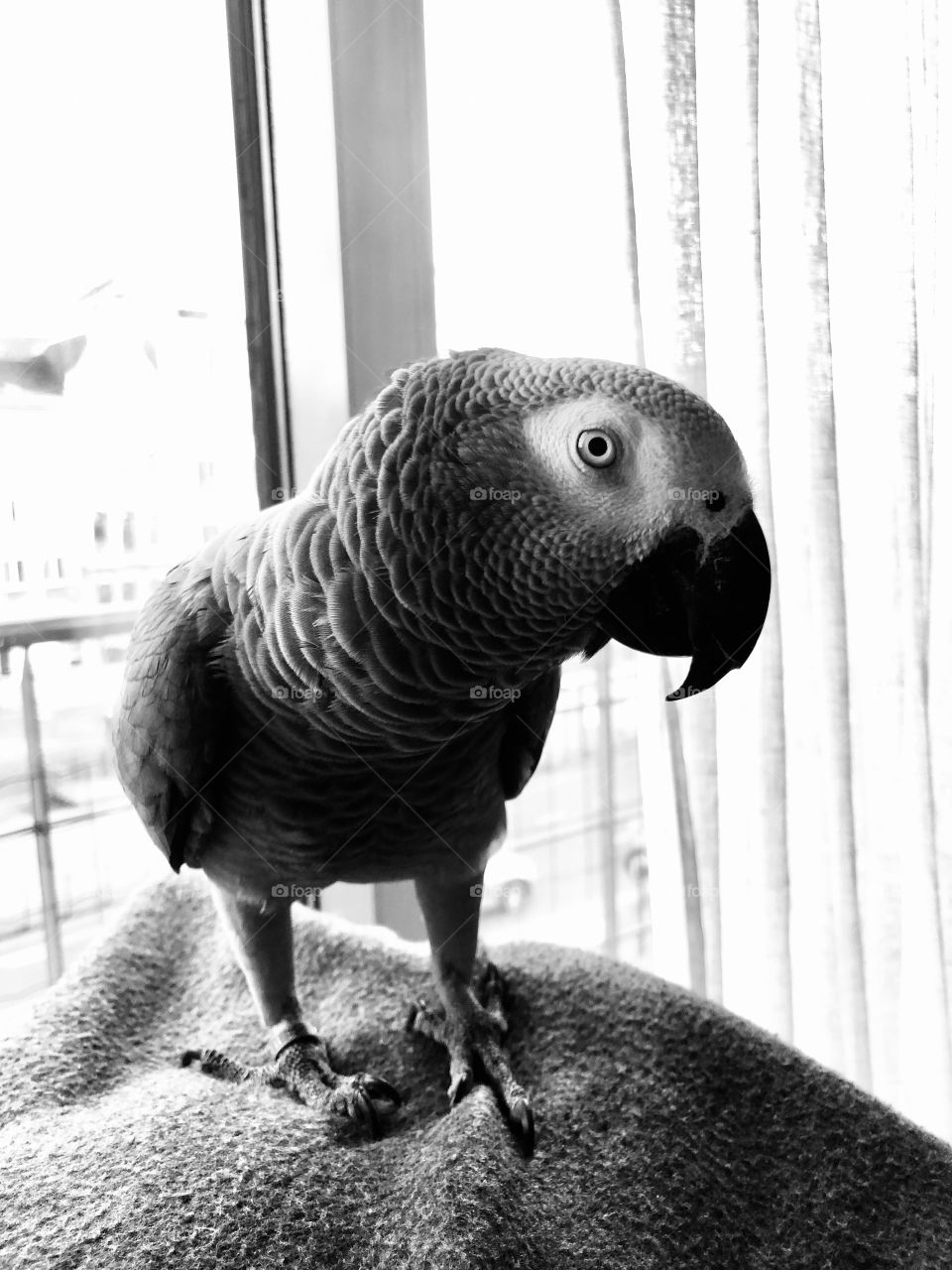 African grey parrot stare