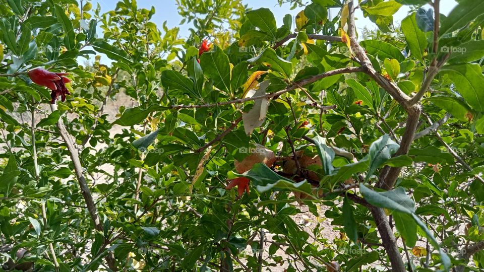 Beautiful pomegranate plantation in farm!!