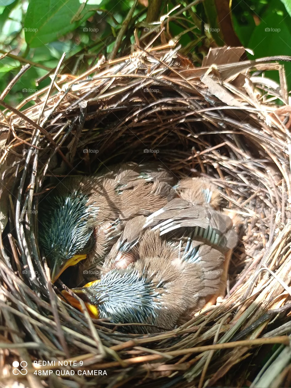 birds