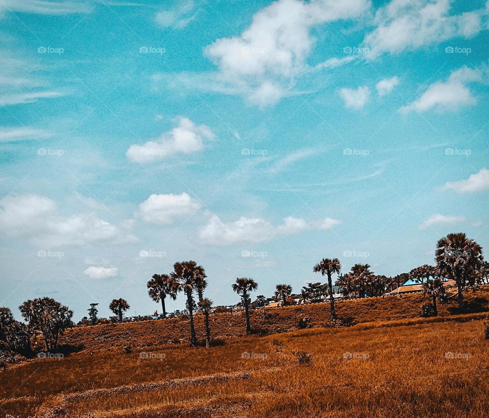 Palm trees in fall.