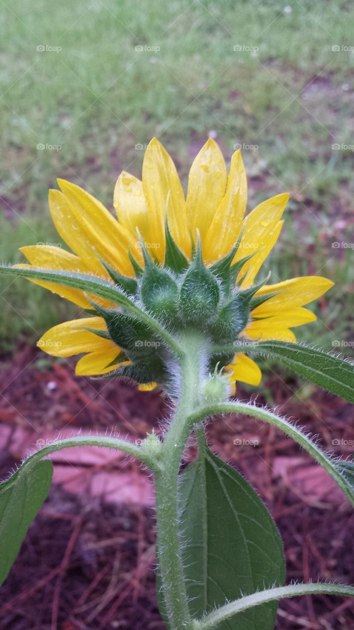 Sunflower