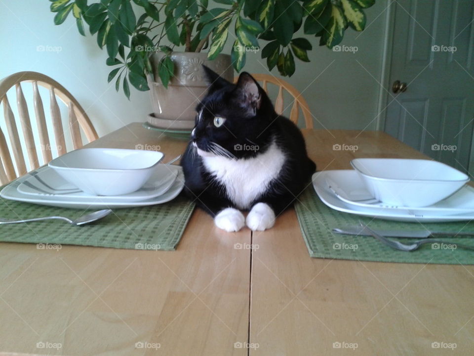 Table Cat