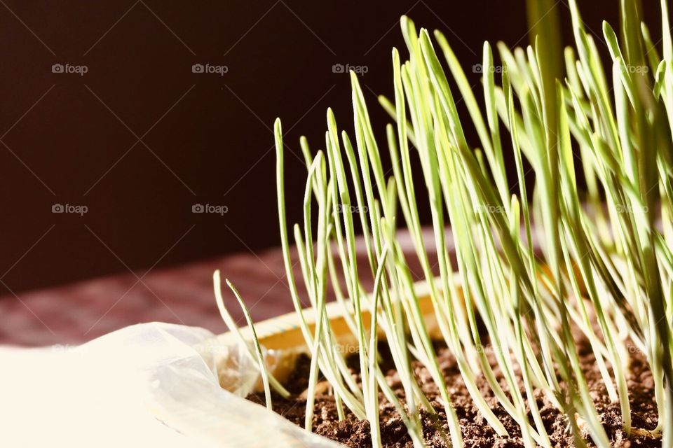 Grass growing inside in sunshine 