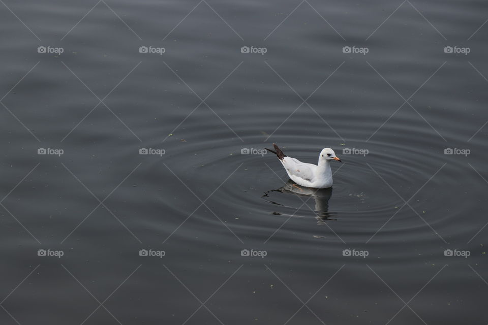 Water Round,Bird