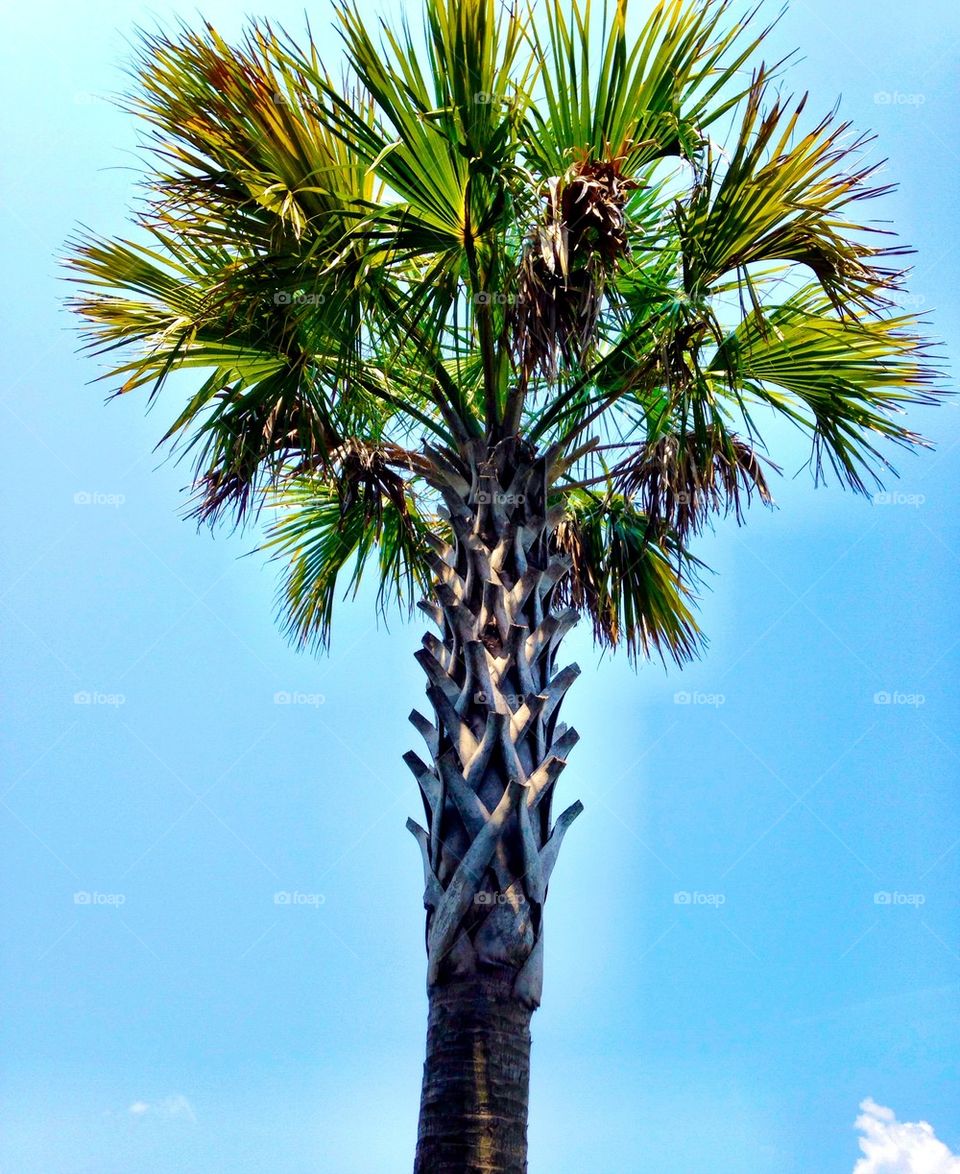 Palm tree