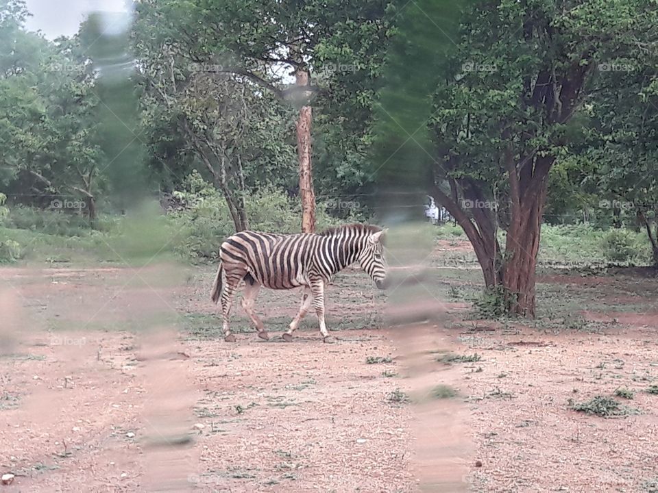 zebra