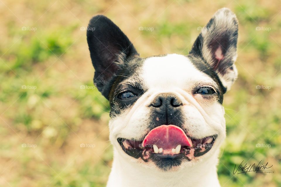 My sweet little Boston Terrier gives me a big toothy smile with her tongue out after running at the park. So adorable!