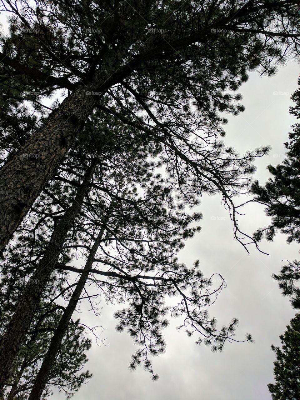 Pine tree silhouette