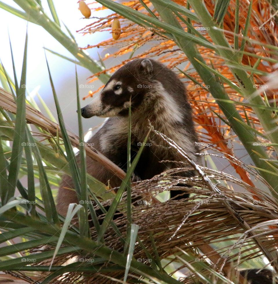 Coatimundi in a Palm Tree
