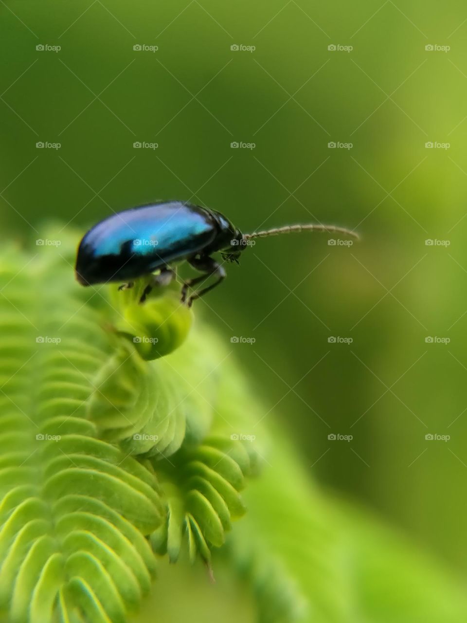 Beetles on the leaves.