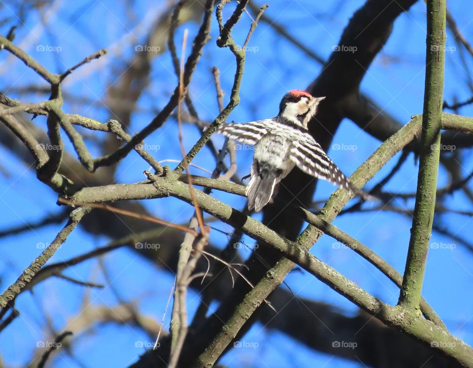A small woodpecker in flight