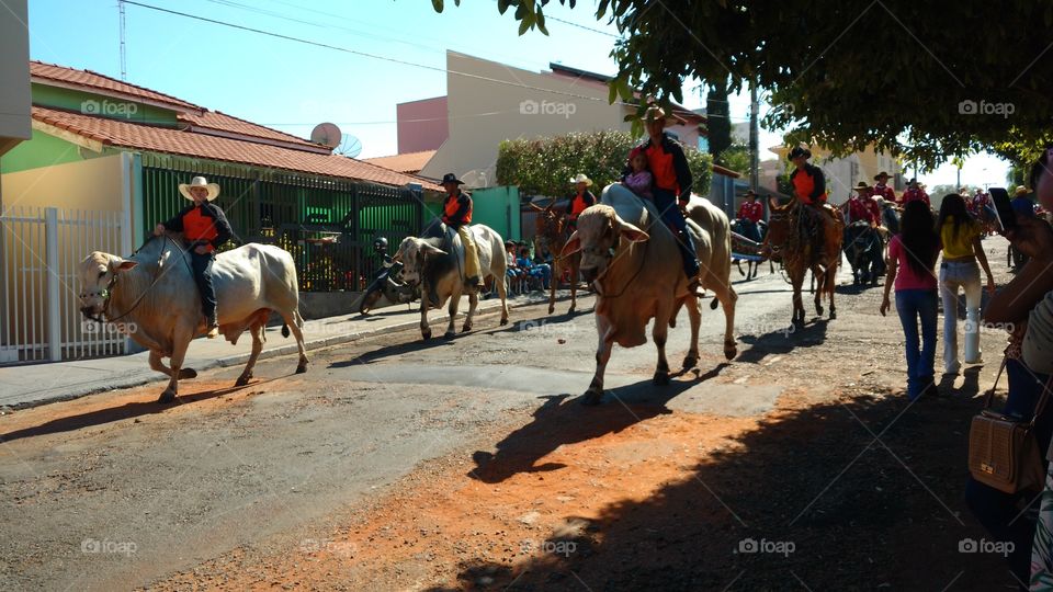 Cavalos, touros e cavaleiros. Confraternização, cavalgada nas ruas. Evento agropecuario tradicional comemorativo de aniversario de cidade. Cowboys e Cowgirls.