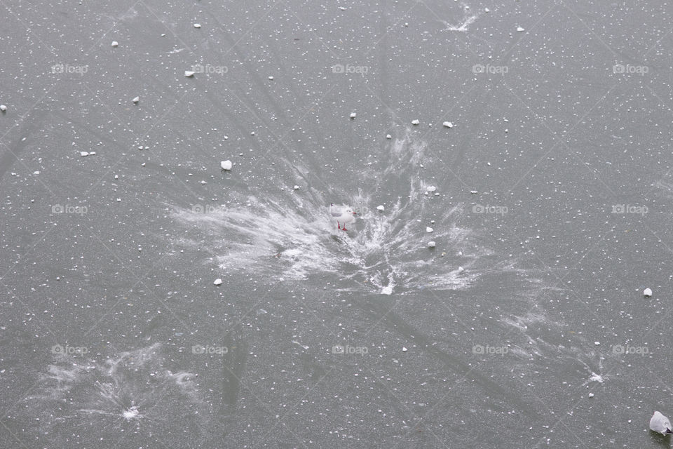 Seagull resting on a frozen lake