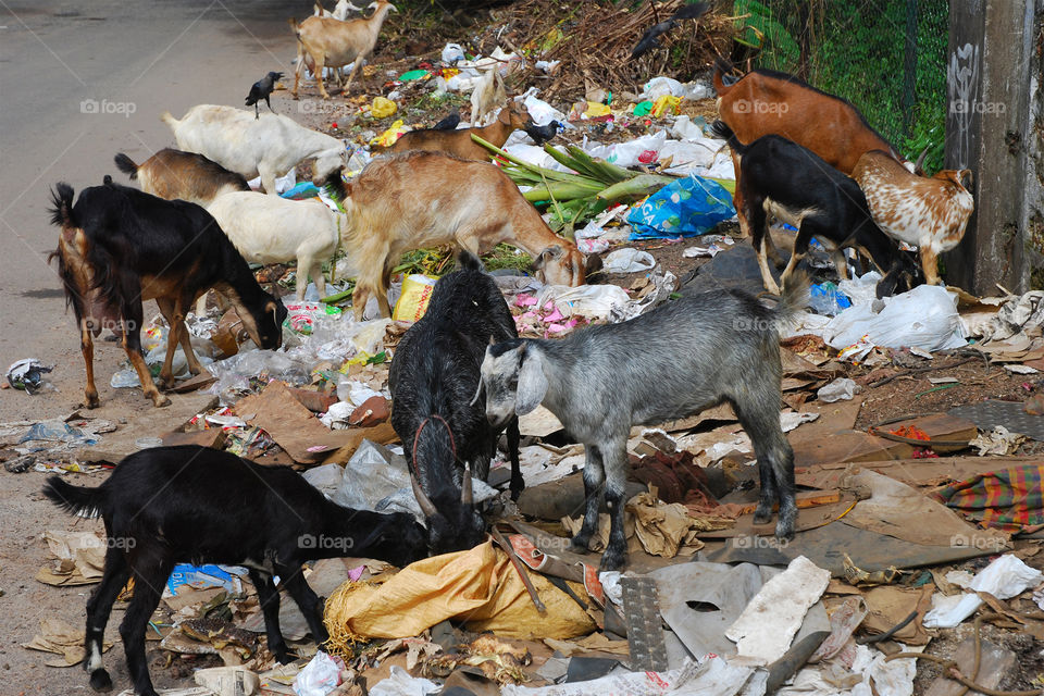 waste non web junk food